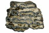 Mammoth Molar Slice With Case - South Carolina #349983-1